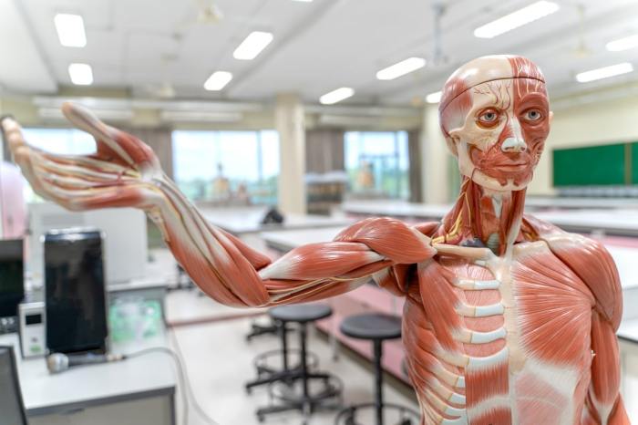 Dallas college anatomy and physiology