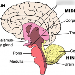 Ap psychology unit 12 practice test