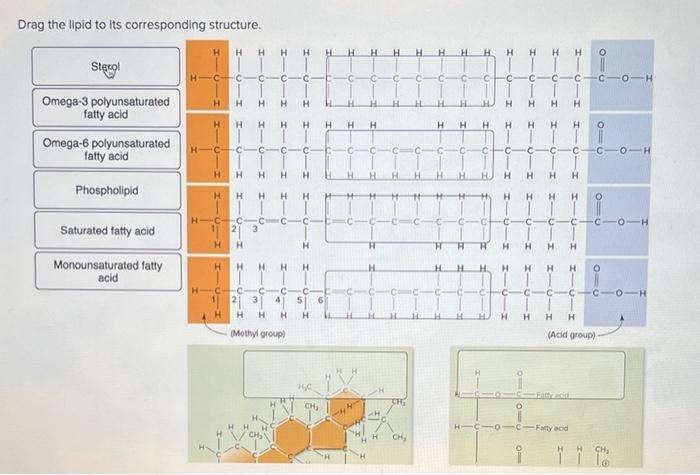 Drag the lipid to its corresponding structure.