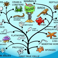 The origin of species: lizards in an evolutionary tree answers