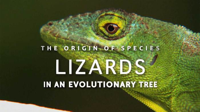 The origin of species: lizards in an evolutionary tree answers