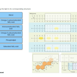 Drag the lipid to its corresponding structure.