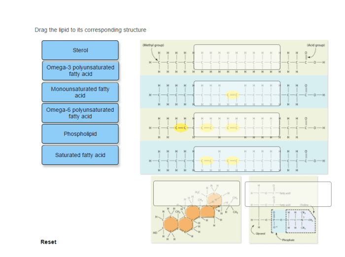 Drag the lipid to its corresponding structure.